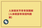 人体腿关节骨骨架图解(人体腿部骨架结构图解)