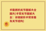 手胳膊的关节图解大全图片(手臂关节图解大全：详细解析手臂骨骼及关节结构)