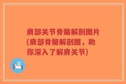 肩部关节骨骼解剖图片(肩部骨骼解剖图，助你深入了解肩关节)
