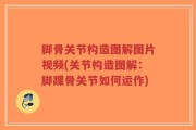 脚骨关节构造图解图片视频(关节构造图解：脚踝骨关节如何运作)