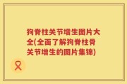 狗脊柱关节增生图片大全(全面了解狗脊柱骨关节增生的图片集锦)