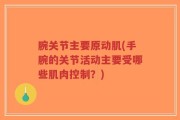 腕关节主要原动肌(手腕的关节活动主要受哪些肌肉控制？)