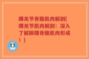 踝关节骨骼肌肉解剖(踝关节肌肉解剖：深入了解脚踝骨骼肌肉形成！)