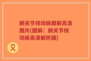 腕关节桡动脉图解高清图片(图解：腕关节桡动脉高清解析图)