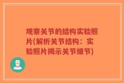 观察关节的结构实验照片(解析关节结构：实验照片揭示关节细节)