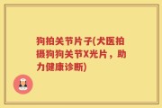 狗拍关节片子(犬医拍摄狗狗关节X光片，助力健康诊断)