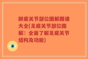脚底关节部位图解图谱大全(足底关节部位图解：全面了解足底关节结构及功能)