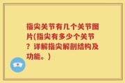 指尖关节有几个关节图片(指尖有多少个关节？详解指尖解剖结构及功能。)
