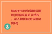 膝盖关节的构造图示图解(图解膝盖关节结构，深入解析膝关节运动奥秘)