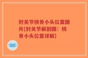 肘关节桡骨小头位置图片(肘关节解剖图：桡骨小头位置详解)