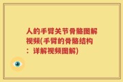人的手臂关节骨骼图解视频(手臂的骨骼结构：详解视频图解)
