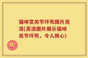 猫咪宽关节坏死图片高清(高清图片展示猫咪关节坏死，令人揪心)