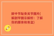 脚中节耻骨关节图片(解剖学图示解析：了解你的腰骨和骨盆)