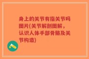 身上的关节有指关节吗图片(关节解剖图解，认识人体手部骨骼及关节构造)