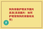 狗狗骨骼护理关节图片高清(高清图片：如何护理宠物狗的骨骼和关节)