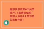 肩部关节有那4个关节图片(了解肩部结构：掌握人体这4个关节的位置和作用)