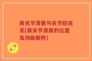 肩关节滑囊与关节腔关系(肩关节滑囊的位置及功能解析)
