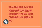 肩关节由哪些小关节组成图片(肩关节是由哪些组成的小关节？肩关节组成的小关节图片分享)