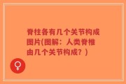 脊柱各有几个关节构成图片(图解：人类脊椎由几个关节构成？)