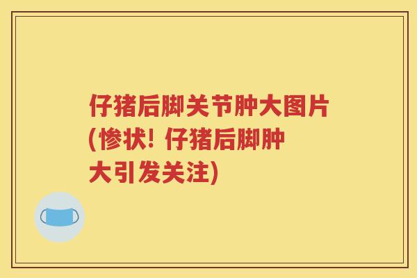 仔猪后脚关节肿大图片(惨状! 仔猪后脚肿大引发关注)