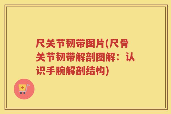 尺关节韧带图片(尺骨关节韧带解剖图解：认识手腕解剖结构)
