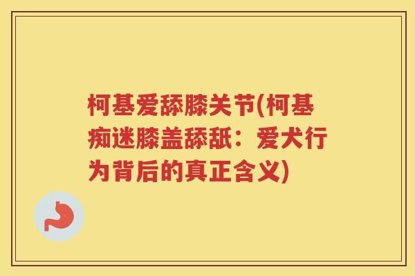 柯基爱舔膝关节(柯基痴迷膝盖舔舐:爱犬行为背后的真正含义) 柯基爱舔膝关节(柯基痴迷膝盖舔舐:爱犬行为背后的真正含义)