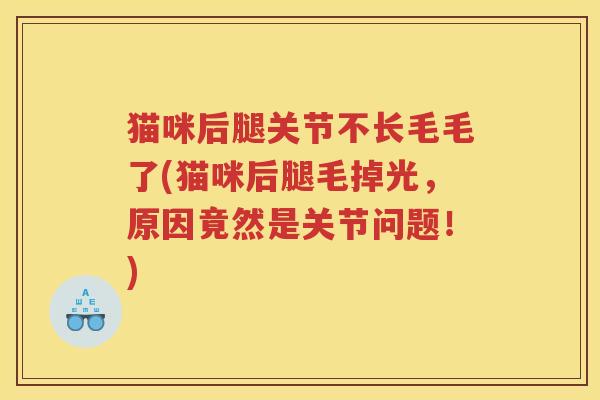 猫咪后腿关节不长毛毛了(猫咪后腿毛掉光,原因竟然是关节问题!) 猫咪后腿关节不长毛毛了(猫咪后腿毛掉光,原因竟然是关节问题!)