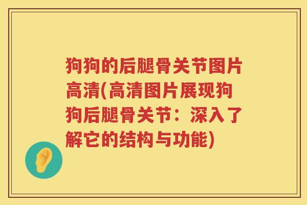 狗狗的后腿骨关节图片高清(高清图片展现狗狗后腿骨关节：深入了解它的结构与功能)