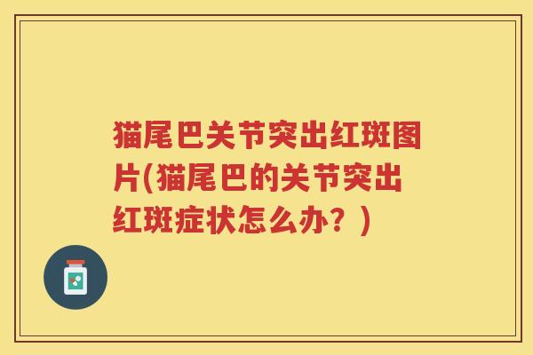 猫尾巴关节突出红斑图片(猫尾巴的关节突出红斑症状怎么办？)