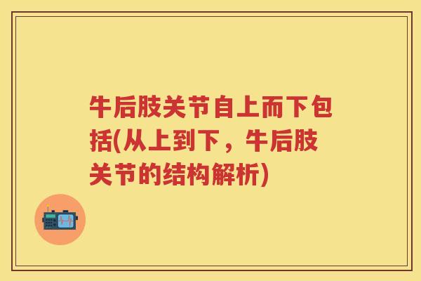 牛后肢关节自上而下包括(从上到下，牛后肢关节的结构解析)