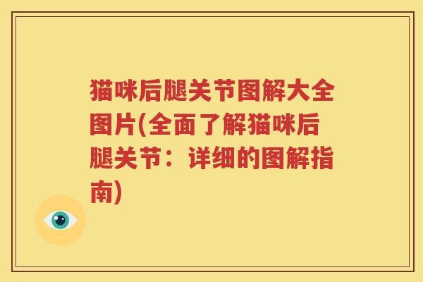 猫咪后腿关节图解大全图片(全面了解猫咪后腿关节：详细的图解指南)
