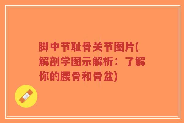 脚中节耻骨关节图片(解剖学图示解析：了解你的腰骨和骨盆)