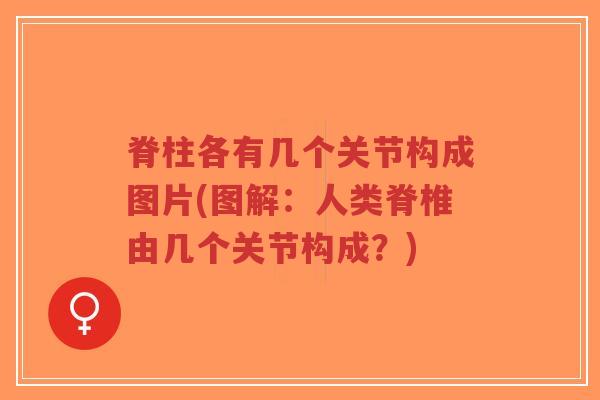 脊柱各有几个关节构成图片(图解:人类脊椎由几个关节构成?) 脊柱各有几个关节构成图片(图解:人类脊椎由几个关节构成?)