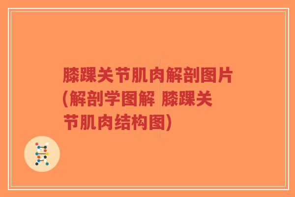 膝踝关节肌肉解剖图片(解剖学图解 膝踝关节肌肉结构图) 膝踝关节肌肉解剖图片(解剖学图解 膝踝关节肌肉结构图)