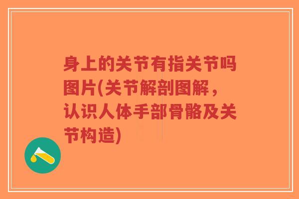身上的关节有指关节吗图片(关节解剖图解,认识人体手部骨骼及关节构造) 身上的关节有指关节吗图片(关节解剖图解,认识人体手部骨骼及关节构造)
